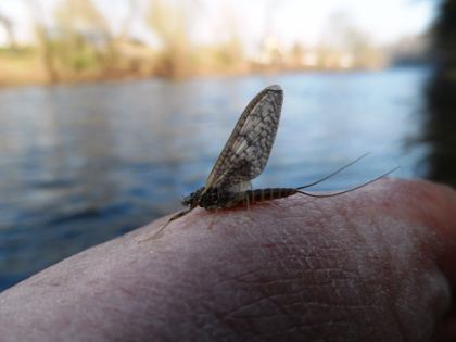 March Browns on the Middle Usk