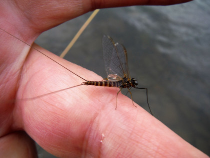 March Brown Spinner - Male