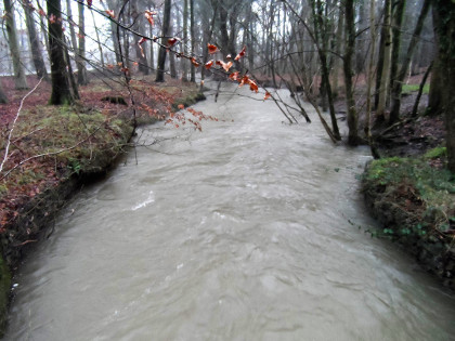 Cannop Brook in Flood