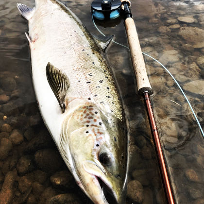 Tim Hughes's 37" fish from the Red Lion water on the middle Wye on the 19th of May.