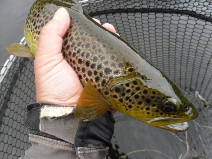 Trout from a Welsh glacial moraine lake - an ancient race possibly