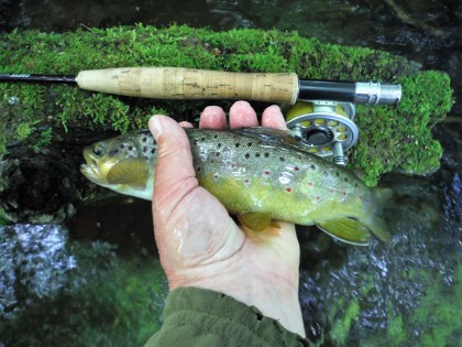 Forest trout