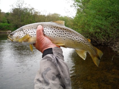 Lower Wye trout