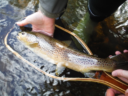 18 inch Usk trout taken by Alex Scott with a Parachute Adams at Ashford House