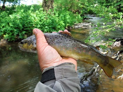 Longtown trout