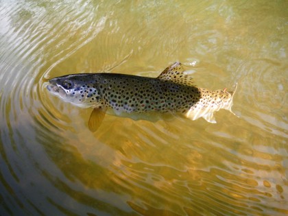 Monnow Valley trout