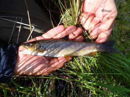Bugeilyn trout