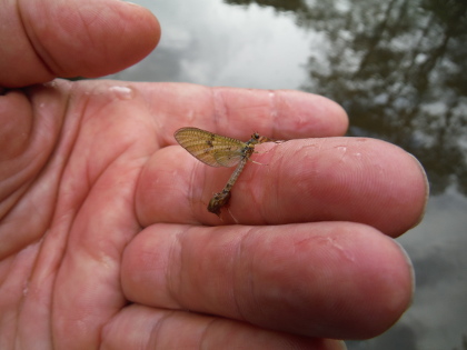 Mayfly dun struggling to release itself from integument