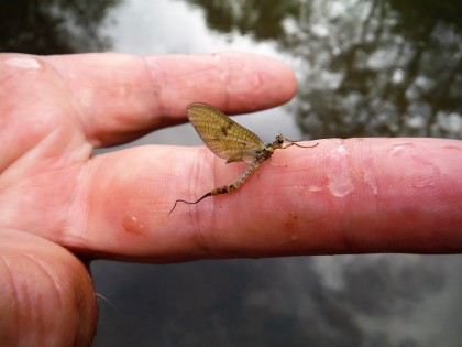 Mayfly drying off