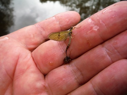 Mayfly just about free