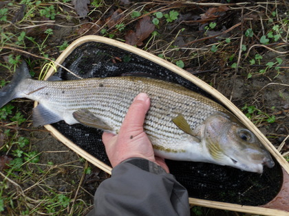 18 inch Grayling