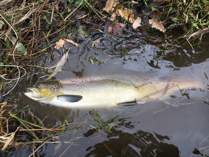 Robert Wheatcroft's 27"fish from the Rectory beat of the upper Wye on 7th October