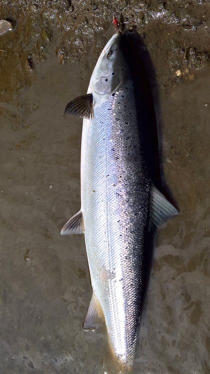 May Salmon from the Wye
