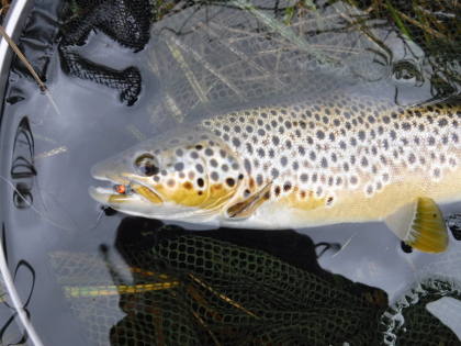 Talybont Trout for CT of Cardiff