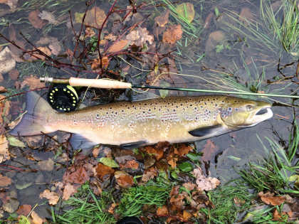 SF's cock Salmon at Llanfechan