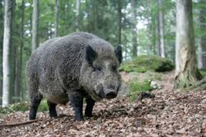 Dean Forest Boar