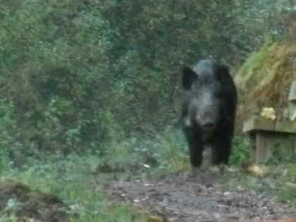 Boar by my Forest pool - that's the seat where I like to have my lunch