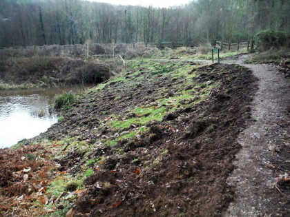 Boar damage to the banks
