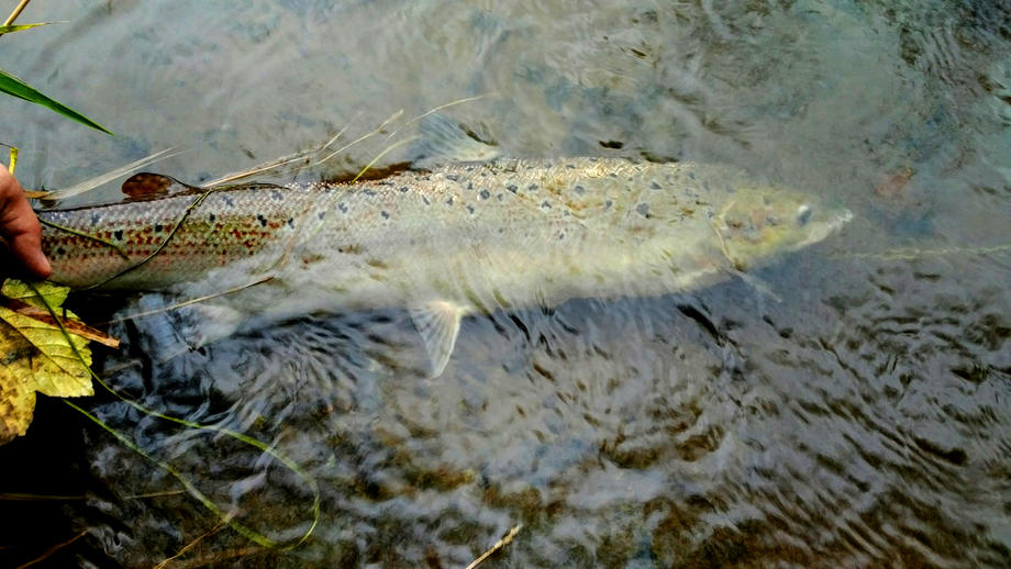 A 15lb hen fish caught by James Manning at Lower Glanwye (Llyn Em) on 20th September. He also had a 22lb cock fish that day.