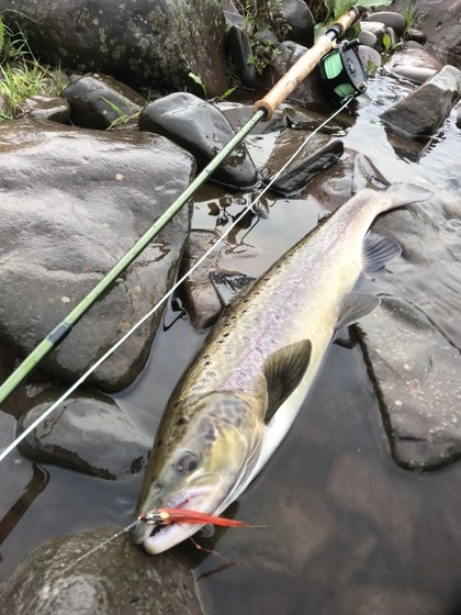 This 4lb grilse was caught by Tim Hughes from the Breconshire Fishery on the Usk on 29th September.