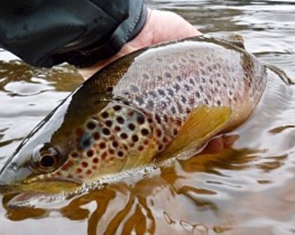 DS and LE's trout of 1:50 lbs from Ashford House