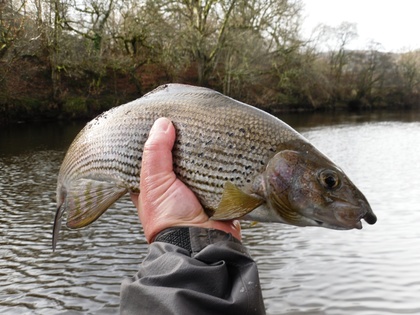 18 Inch grayling from Craig Llyn