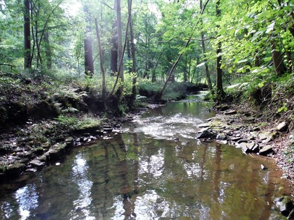 Main rivers in flood but Cannop brook is low