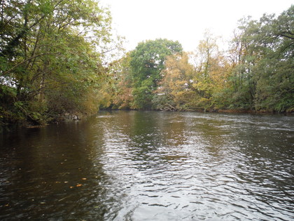 Autumun leaves and grayling go together