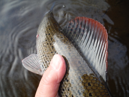 Upper Wye Grayling