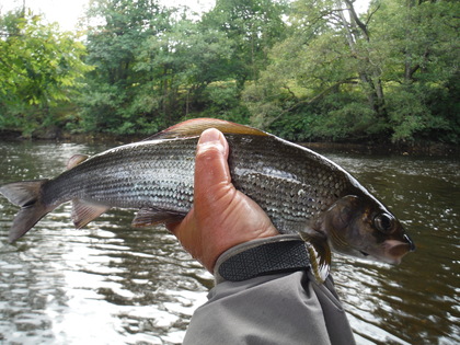 Doldowlod grayling