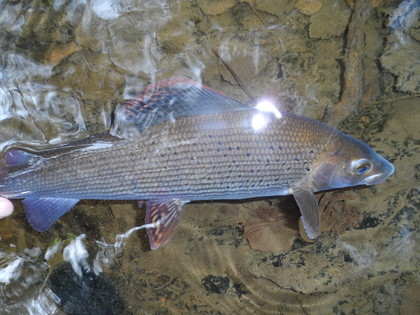 Doldowlod grayling going back