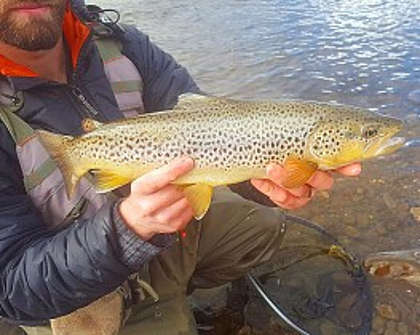 Taff trout - TR of Merthyr Tydfil