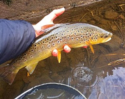 Taff trout 2 - TY of Merthyr Tydfil