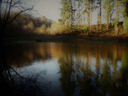 Forest pool early morning