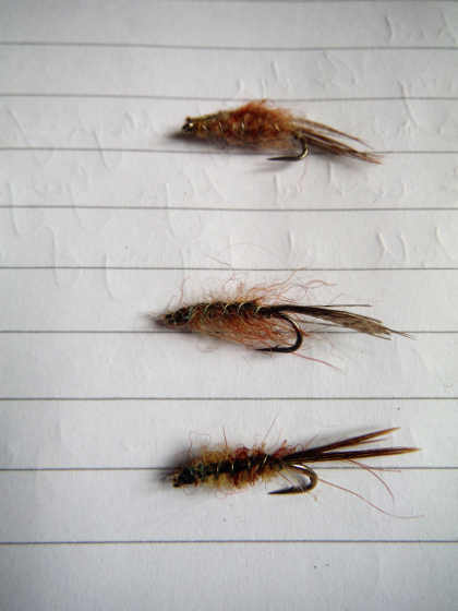 Bardogs Aldie (alder larvae)