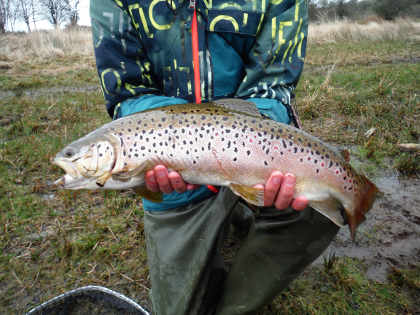 Llyn Gwyn brown trout for Hugh Young