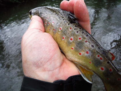 Forest Trout