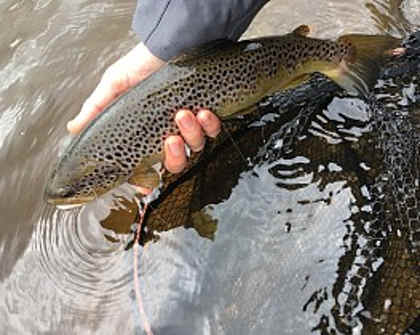 Egnant trout – MD from Llanelli