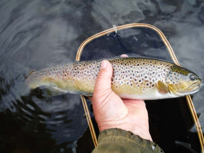 Trout from the upper Monnow
