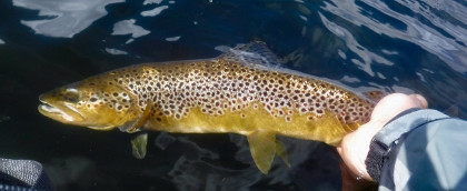 Egnant Trout – CT of Cardiff