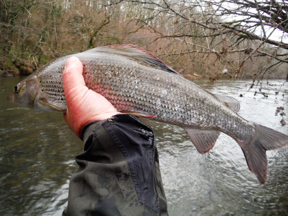 High water grayling