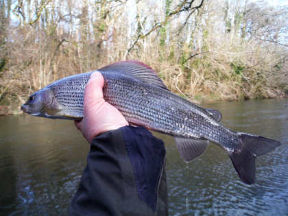 Irfon grayling