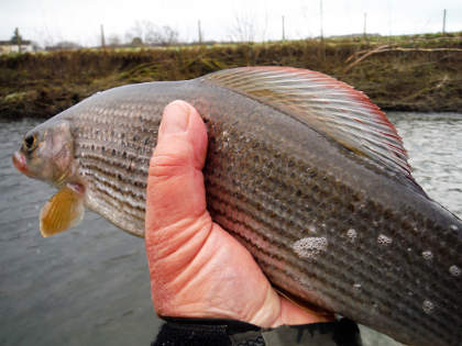 Ithon Grayling