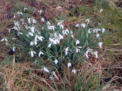 Bideford snow drops