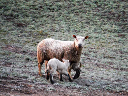 Forest lambs in February