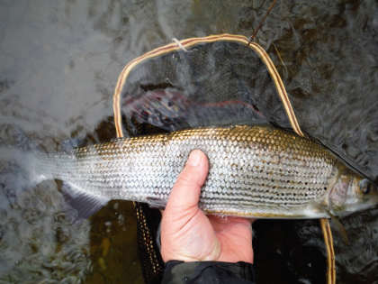 Craig Llyn grayling