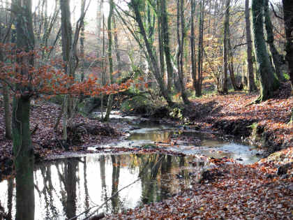 Blackpool Brook in winter