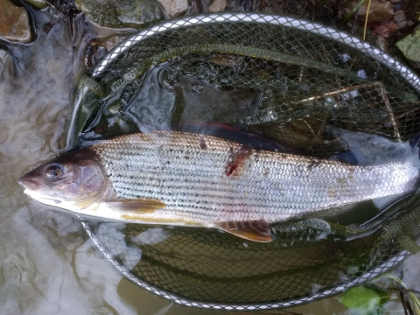 Cormorant damaged grayling, Lyepole, PB of Cheltenham