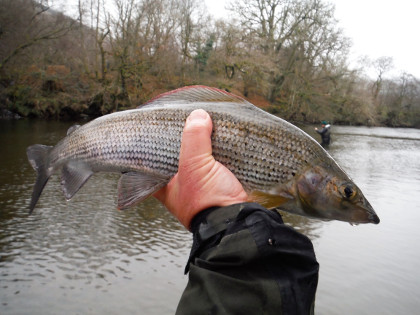 January grayling from Upper Wye