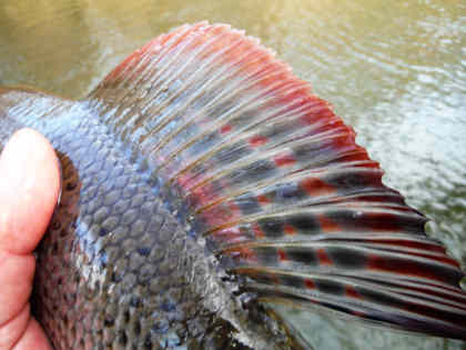That famous grayling dorsal fin